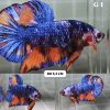 Multicolor Giant HMPK Betta Male