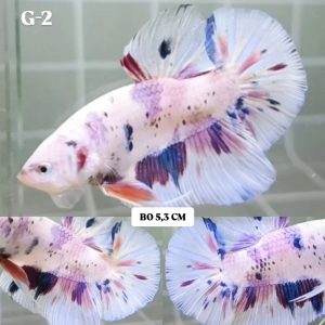 white-purple-candy-giant-hmpk-betta-male