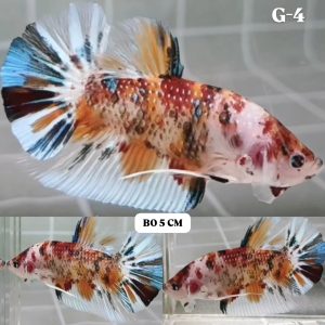 Multicolor Giant HMPK Betta Male