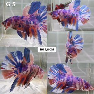 IMG_20260211_214717 Multicolor Giant HMPK Betta Male