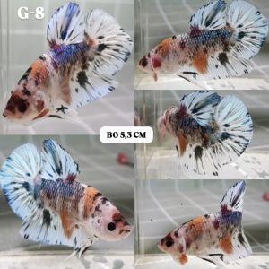 IMG_20260211_214742 Multicolor Giant HMPK Betta Male