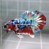 IMG_20260221_152500 Rainbow Barongsai HMPK Betta Male