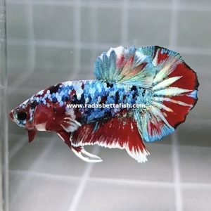 rainbow-barongsai-hmpk-betta-male