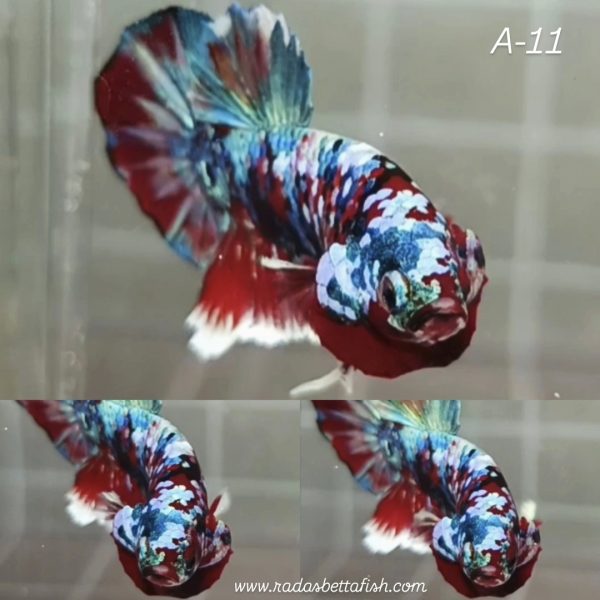 IMG_20260301_085748 Rainbow Barongsai HMPK Betta Male