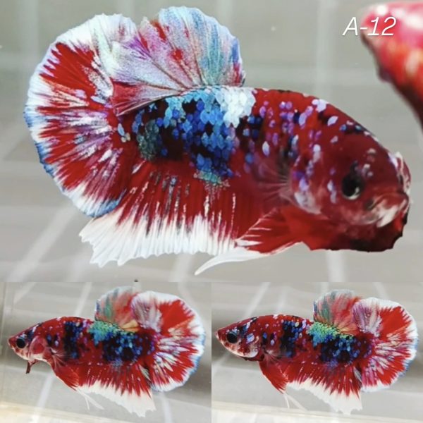 Red Barongsai HMPK Betta Male