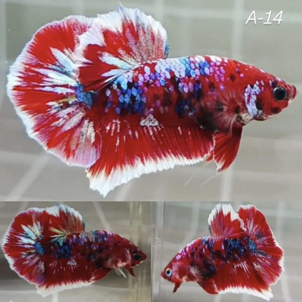 IMG_20260301_110017 Red Barongsai HMPK Betta Male
