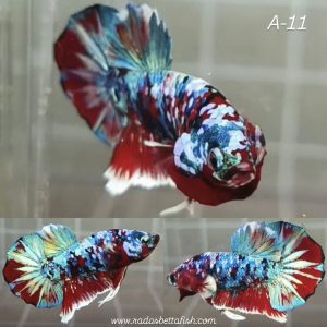 multicolor-giant-hmpk-betta-male-copy