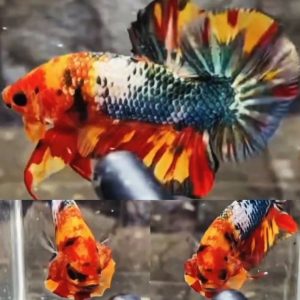 fire-nemo-variant-hmpk-betta-male