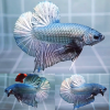 Solid Copper Giant HMPK Betta Male