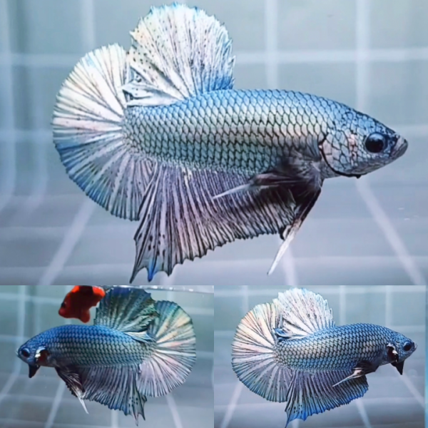 Solid Copper Giant HMPK Betta Male