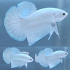 lv_0_20260304100628 White Platinum Giant HMPK Betta Male