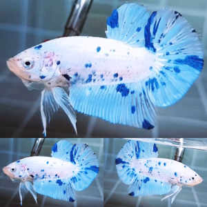 marble-dot-dot-giant-hmpk-betta-male-2