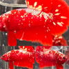 lv_0_20260306164900 Red Gold Galaxy RGG HMPK Betta Male