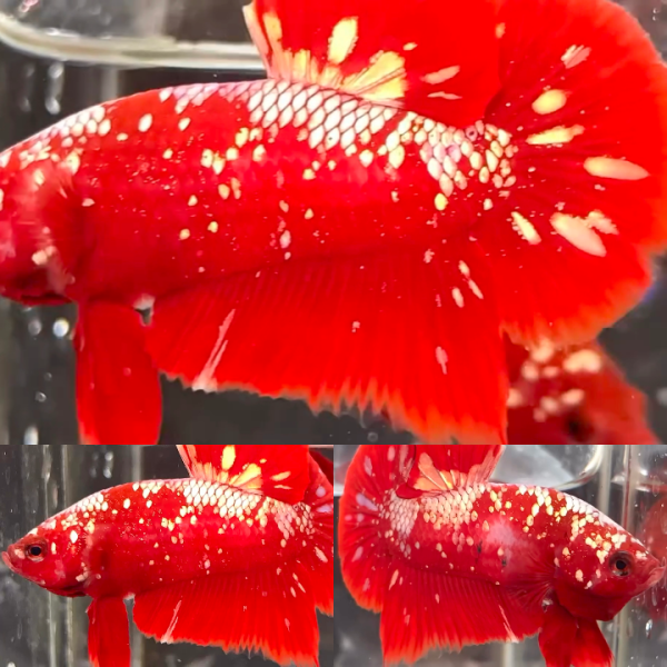lv_0_20260306164900 Red Gold Galaxy RGG HMPK Betta Male