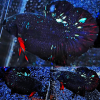 lv_0_20260503004356 Stardust Avatar HMPK Betta Male