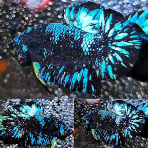 bluestar-nebula-avatar-hmpk-betta-male