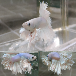 lv_0_20260503162404 Alicorn King Feathertail Halfmoon Betta Male