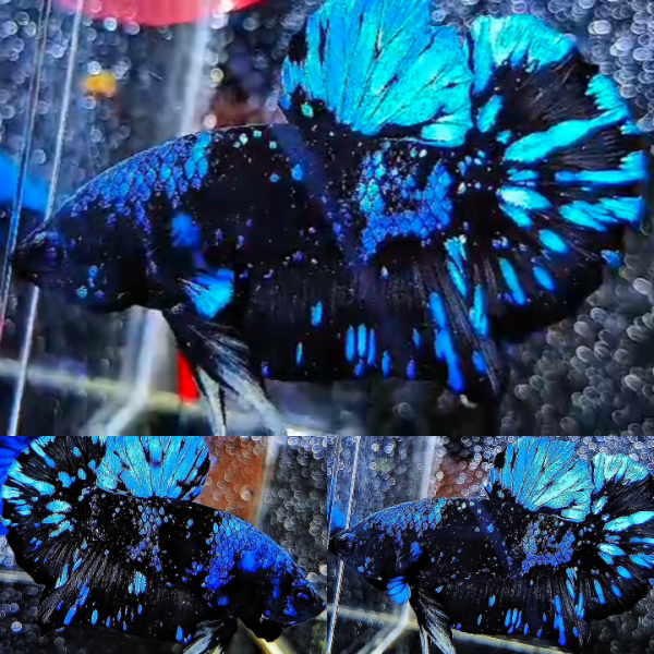 Bluestar Nebula Avatar HMPK Betta Male