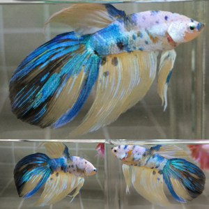 yellow-koi-galaxy-veiltail-betta-male
