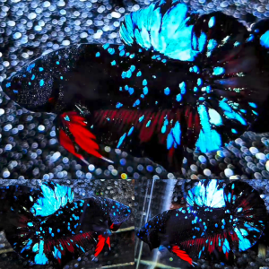 Bluestar Galaxy Avatar HMPK Betta Male