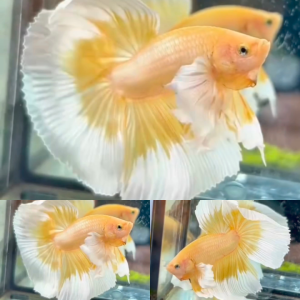 lv_0_20260516002744 Gold Butterfly Dumbo Ears Halfmoon Betta Male