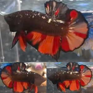 black-variant-avatar-hmpk-betta-male