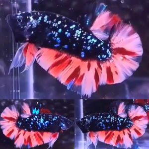 lv_0_20260516005627 Black Variant Avatar HMPK Betta Male