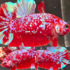 Red Purple Galaxy RPG HMPK Betta Male