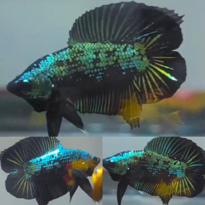 avatar-dtpk-betta-male