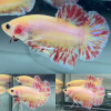 lv_0_20260605062659 Pink Fancy Vanda HMPK Betta Male
