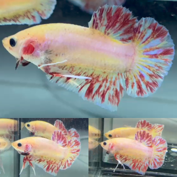 lv_0_20260605062659 Pink Fancy Vanda HMPK Betta Male
