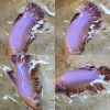 lv_0_20260605062808 Pink Fancy Vanda HMPK Betta Male