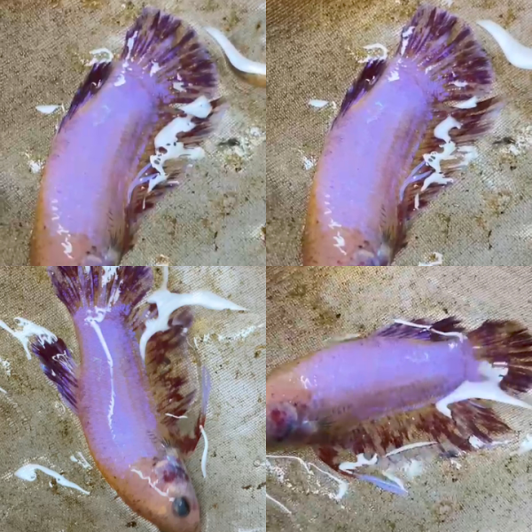 lv_0_20260605062808 Pink Fancy Vanda HMPK Betta Male