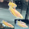 Pink Fancy Vanda HMPK Betta Female