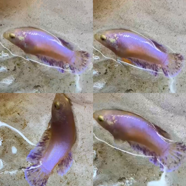 Pink Fancy Vanda HMPK Betta Female
