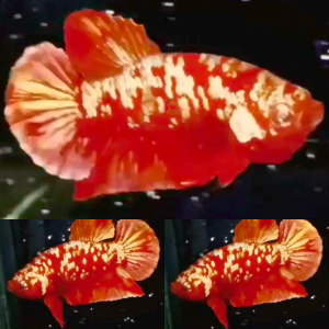 red-gold-galaxy-rgg-hmpk-betta-male-2