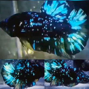 bluestar-galaxy-avatar-hmpk-betta-male-3