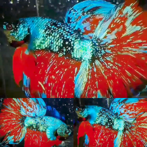lv_0_20260605095416 Vampire Bluestar Avatar Halfmoon Betta Male