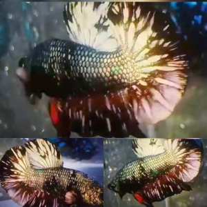copper-goldstar-avatar-hmpk-betta-male-3