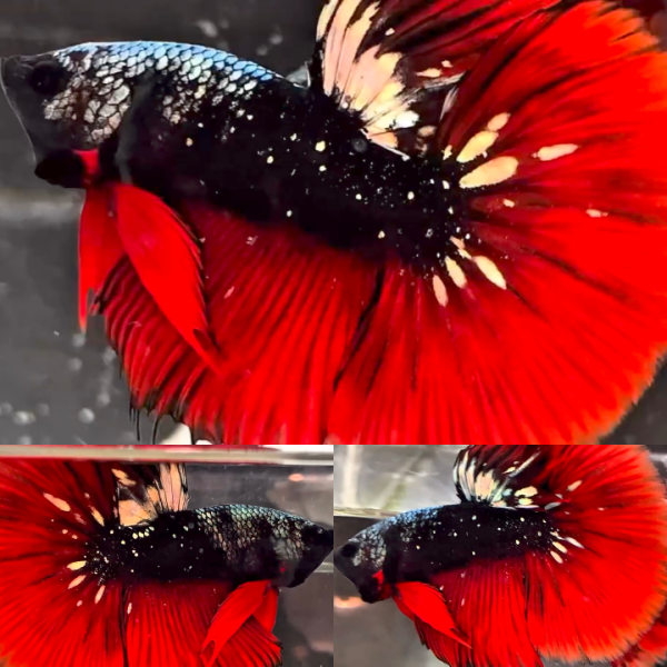 Vampire Copper Avatar Halfmoon Betta Male