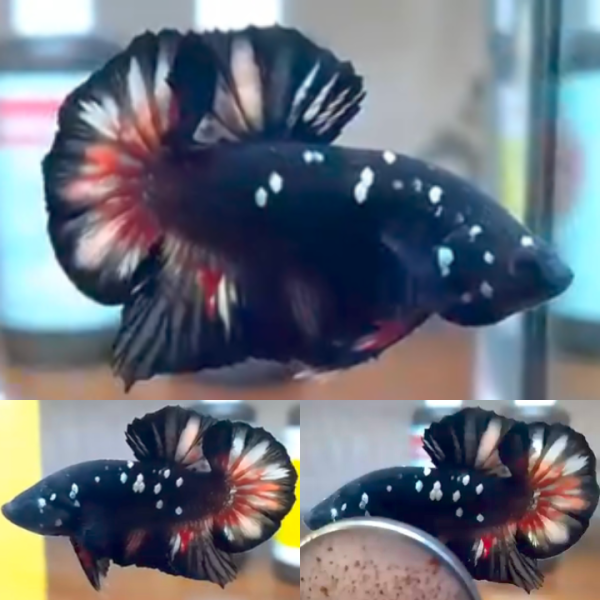 lv_0_20260605095946 Black Variant Avatar HMPK Betta Male