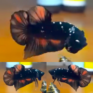 black-variant-hmpk-betta-male-2