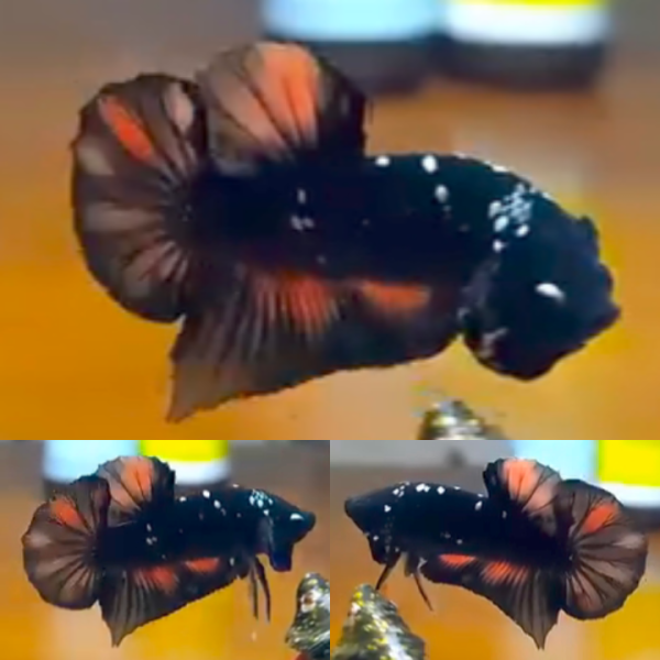 Black Variant Avatar HMPK Betta Male