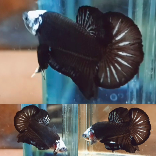 Black Samurai Helmet HMPK Betta Male