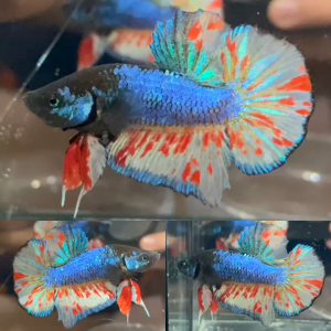 mustard-gas-vanda-mgv-hmpk-betta-male
