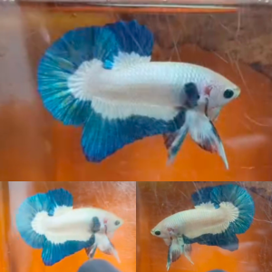 blue-rim-hmpk-betta-male-2