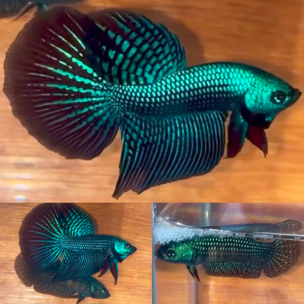 lv_0_20260607224354 Pair Green Alien Halfmoon Wild Betta Male