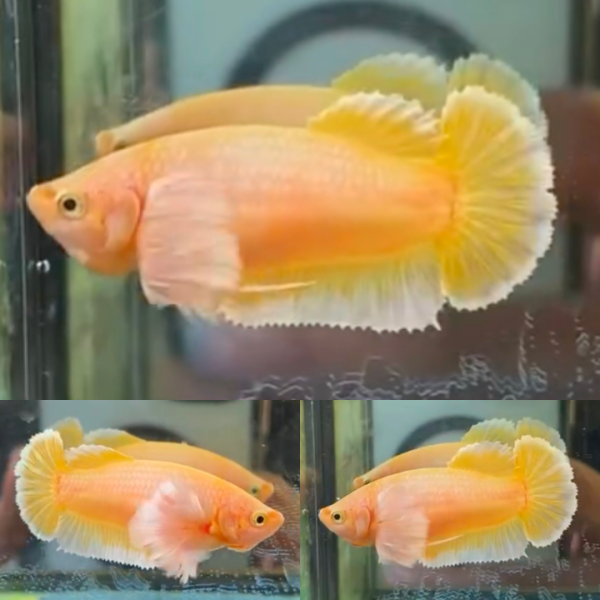 lv_0_20260608133034 Gold Butterfly Dumbo Ears HMPK Betta Female