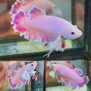 lv_0_20260608140438 Pink King Feathertail Halfmoon Betta Female