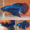 lv_0_20260608213715 Pair Blue Alien Longfin Wild Betta